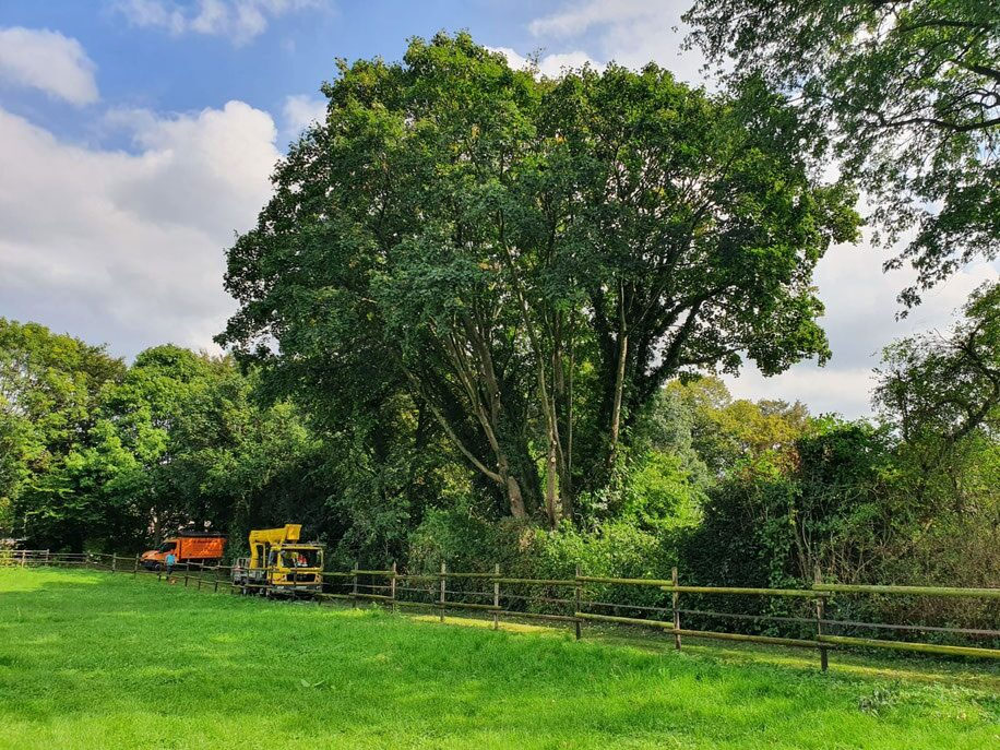 Großer Gartenbaum nach Baumpflege in Pulheim